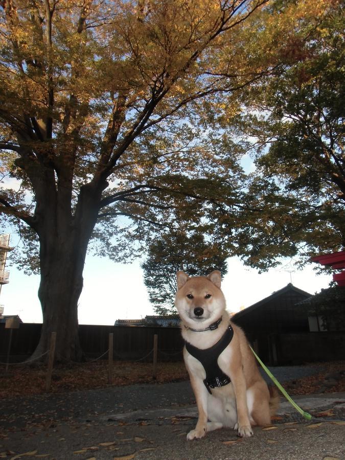 Kanazawa Share House Gaooo Екстериор снимка